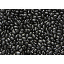 Export Good Quality Fresh Chinese Black Kidney Bean